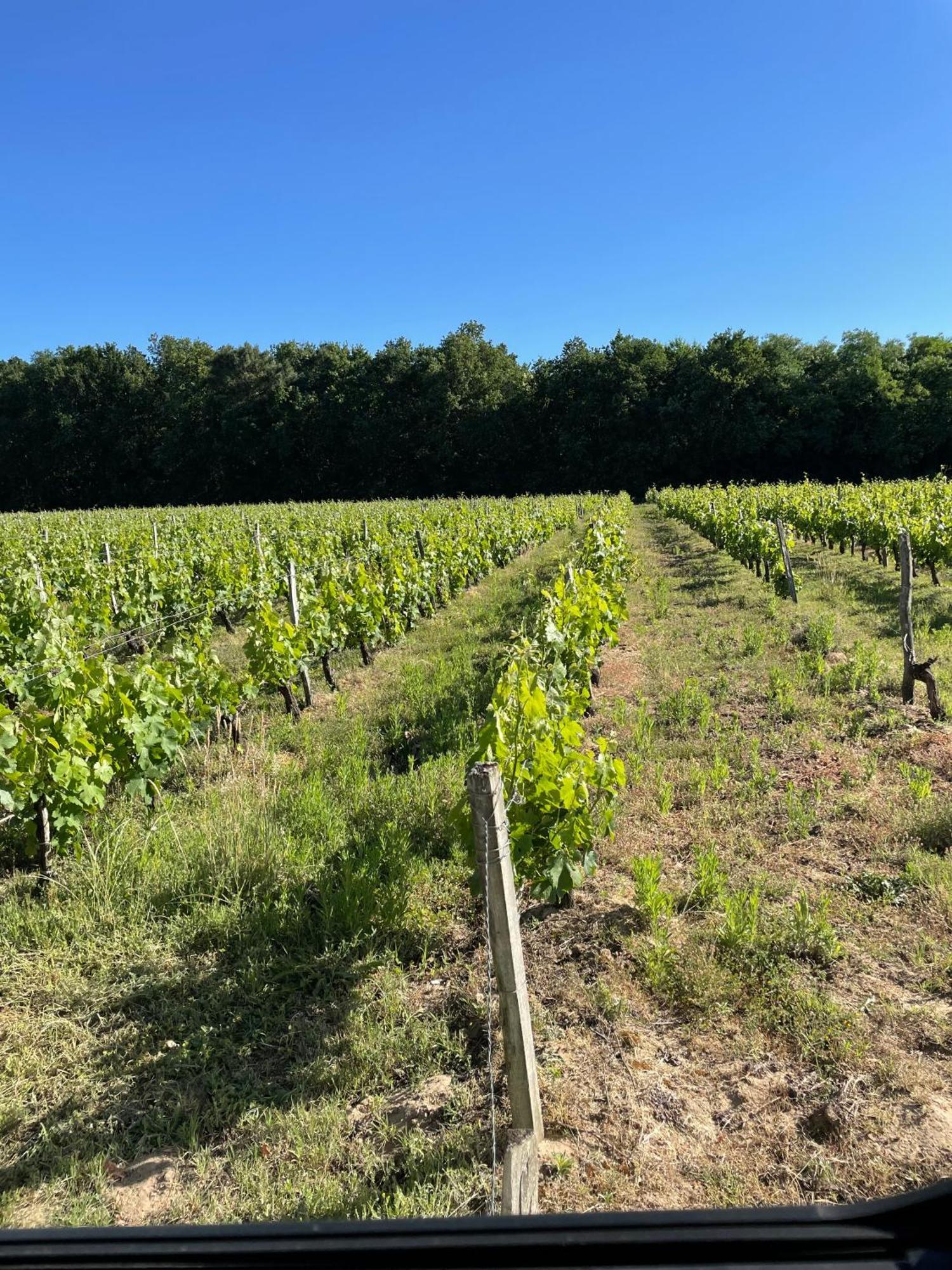 Domaine Des Quatre Terres Villa Lesparre-Médoc Exterior foto